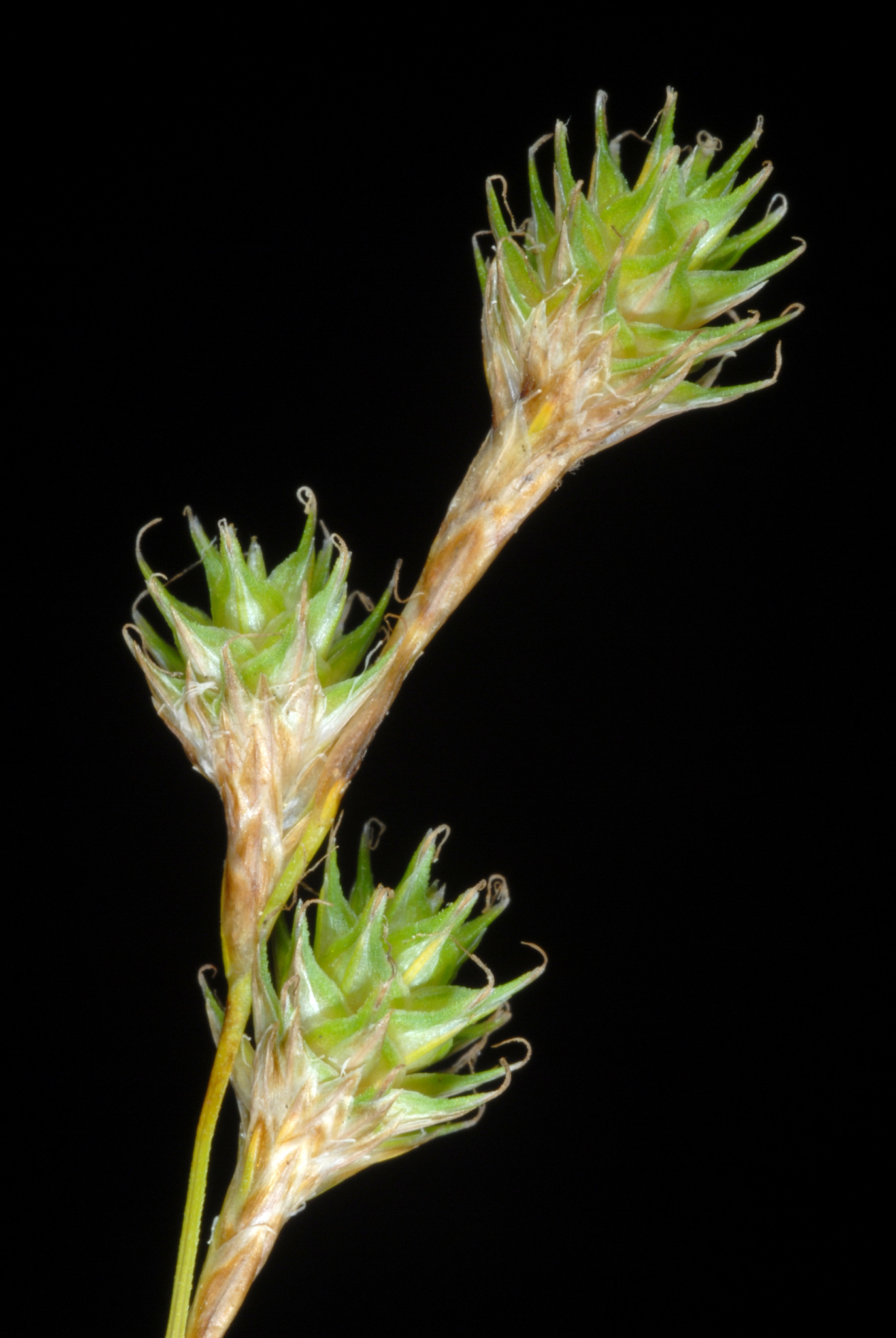 Carex festucacea