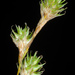 Carex festucacea - Photo (c) Douglas Goldman,  זכויות יוצרים חלקיות (CC BY-NC), הועלה על ידי Douglas Goldman