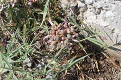 Euphorbia radians