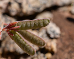 Hoffmannseggia prostrata