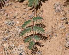 Hoffmannseggia prostrata