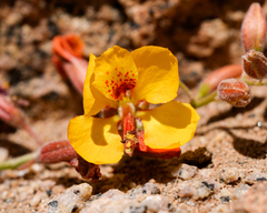 Hoffmannseggia prostrata