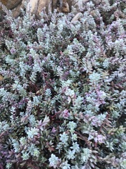 Chenolea diffusa