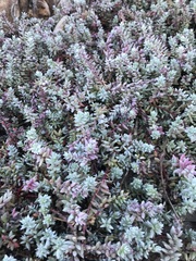 Chenolea diffusa