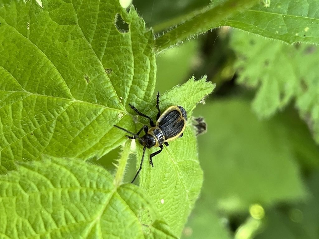 Galeruca sexcostata