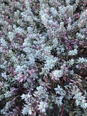 Chenolea diffusa