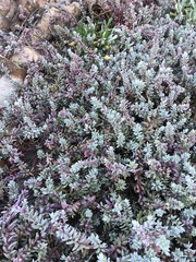 Chenolea diffusa