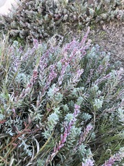 Chenolea diffusa