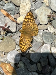 Argynnis kamala