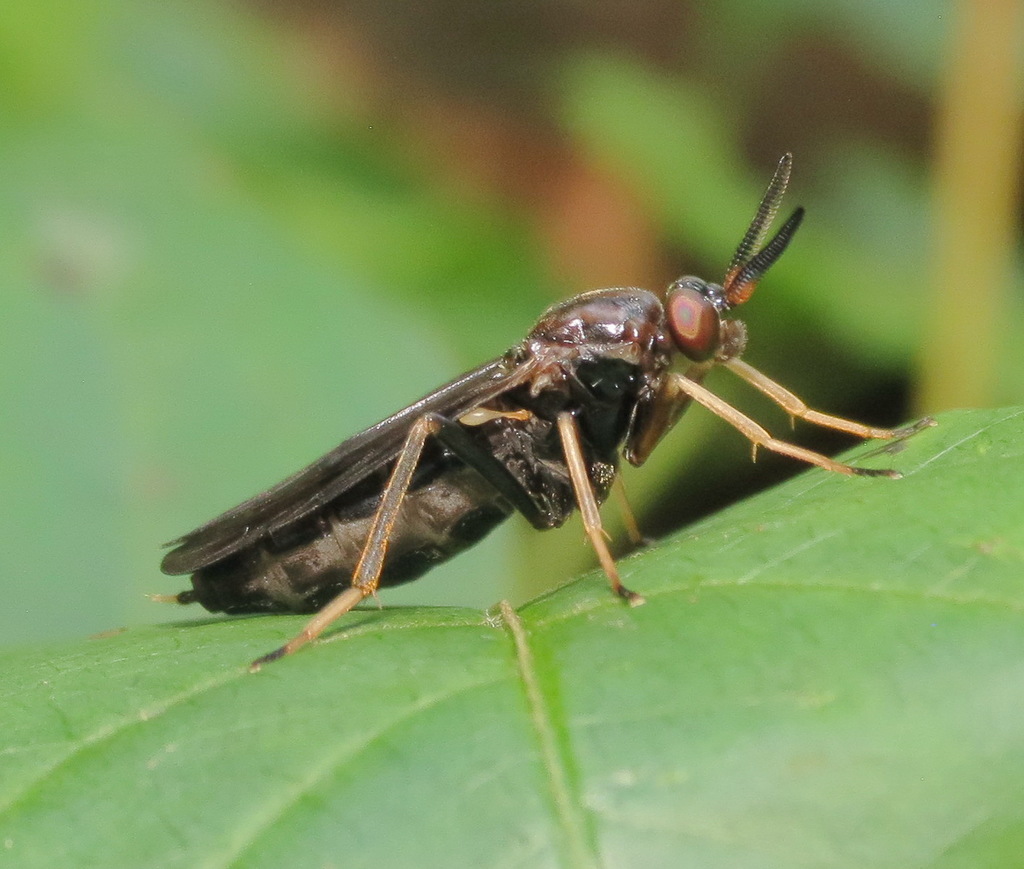 Rachicerus