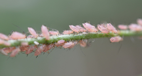 Beeblossom Aphid photo 3
