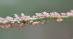 Macrosiphum gaurae