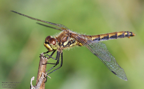 Black Meadowhawk photo 4