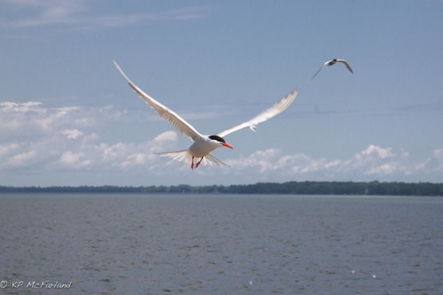 Sterna hirundo