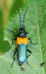 Desmocerus palliatus