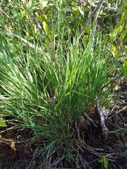 Schizachyrium littorale