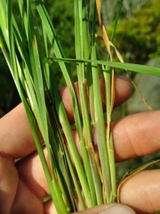 Schizachyrium littorale