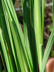 Schizachyrium littorale