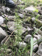 Media resource of Equisetum pratense