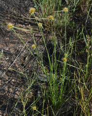 Rhynchospora heterochaeta