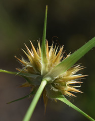 Rhynchospora heterochaeta