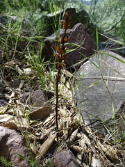 Orobanche gracilis
