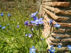 Anchusa azurea