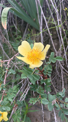 Rosa platyacantha