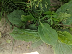 Plantago major