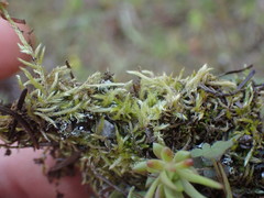 Homalothecium aureum