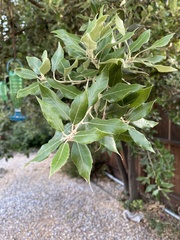 Quercus ilex