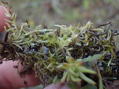 Homalothecium aureum