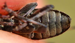 Leiopus femoratus