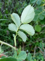 Rosa subcanina