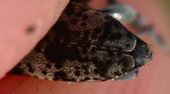 Leiopus femoratus