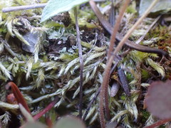 Homalothecium aureum