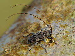 Leiopus femoratus