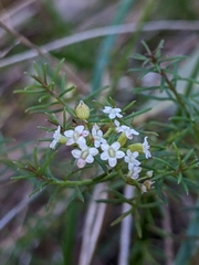 Platysace