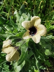 Hyoscyamus niger