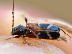 Phymatodes alni