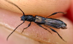 Molorchus umbellatarum