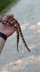 Lampropeltis gentilis