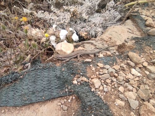 Sicilian Wall Lizard, Trapani, Sicily, IT, photo 7 of 10