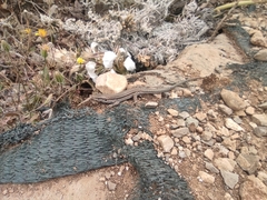 Podarcis waglerianus