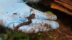 Plethodon jordani