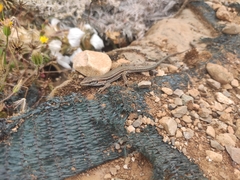 Podarcis waglerianus