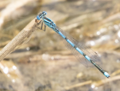 Erythromma lindenii