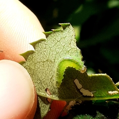 Cladius pectinicornis