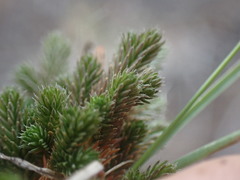 Selaginella densa