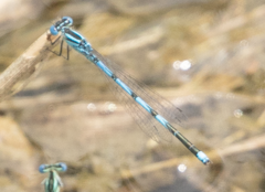 Erythromma lindenii